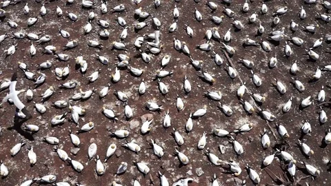 Aerial flat top view of white Gannet bird colony nesting on cliff on Bonaventure Stock Footage 80170857