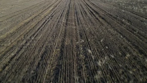 Aerial Flight Above Dead Corn Field During the Winter Season (Paris, Ontario Stock Footage 314202245