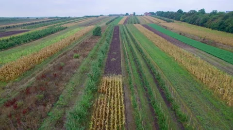 Aerial: Flight above mixed fields Stock Footage 55360542