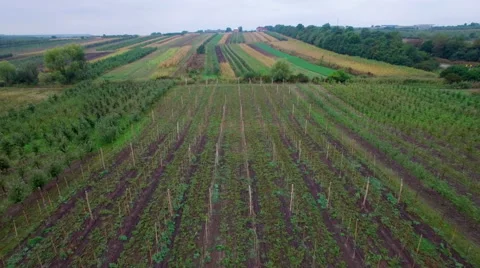 Aerial: Flight above mixed fields Stock Footage 55365732