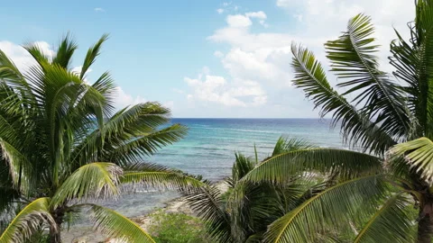 Aerial Flight Above Palm Trees And Caribbean Waters Cancun Stock Footage 305141953