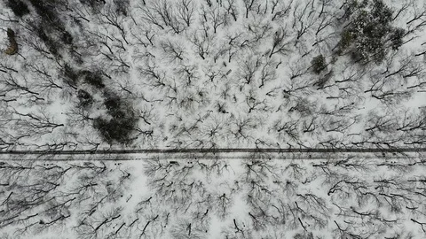 Aerial flight above path in Park with winter trees, with people walking along it Stock Footage 123836692