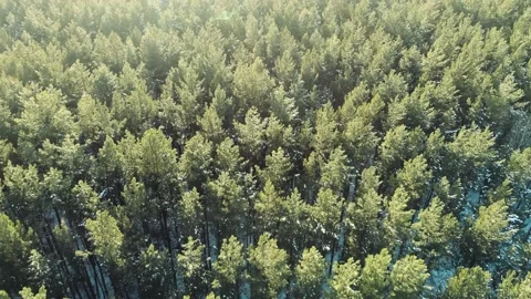 Aerial flight above pine forest in winter against the background of setting sun Stock Footage 170851351