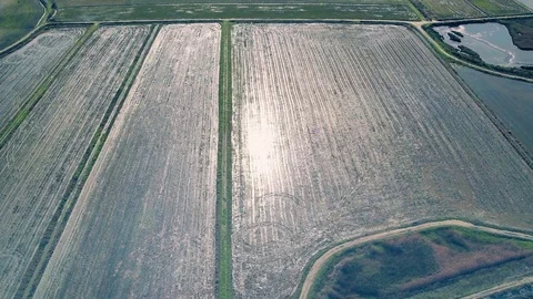 Aerial Flight Above Rice Fields 스톡 동영상 72522036