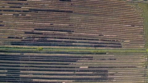 Aerial Flight Above Rice Fields Stock Footage 72522495