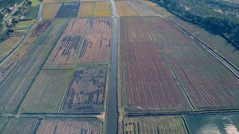 Aerial Flight Above Rice Fields Stock Footage 72522536
