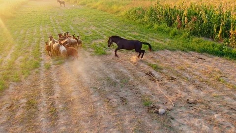 Aerial: Flight above running sheeps at sunset Stock Footage