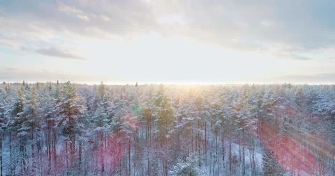 Aerial flight above winter forest on the christmas time Stock Footage 87092533
