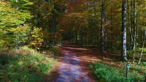 Aerial flight along a forest trail through colorful autumn woodland Stockbeeldmateriaal 335194980