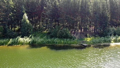 Aerial flight along pine forest and shores of lake in summer Sunny day Stock Footage 123986814
