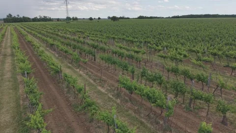 Aerial Flight Along Vineyard Rows Near Vistuk, Slovakia Stock Footage 341343724