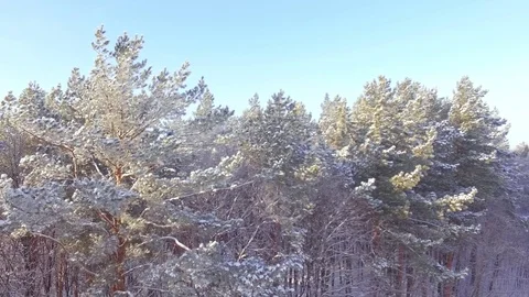 AERIAL: Flight along the winter pine forest. Video stock 84702982