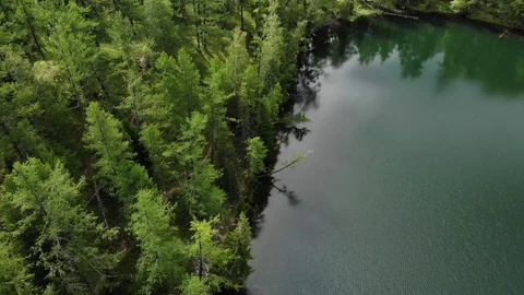 Aerial flight backwards under emerald forest lake. Altai Video stock 103372876
