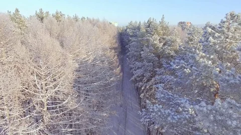 AERIAL: Flight between coniferous forest belts at winter season. Stock Footage 84702501