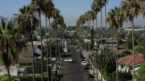 Aerial Flight Between Palm Trees With Car in Echo Park Los Angeles Stock Footage 346655689