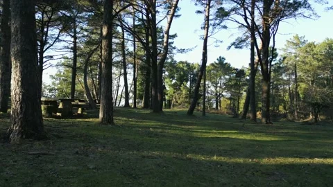 Aerial  flight between pines in a forest, with picnic tables, in Galicia Stock Footage 235350194