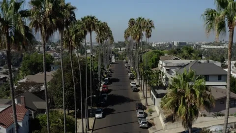 Aerial Flight Between Rows of Palm Trees in Echo Park Los Angeles Stock Footage 346655614
