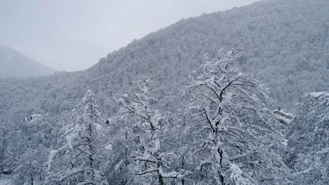 Aerial flight between snow covered trees Video stock 102606781
