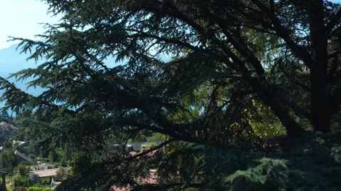 Aerial flight. The camera rises along the tree and offers a beautiful view of Stock Footage 246879164