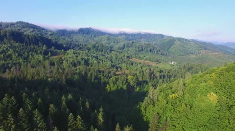 Aerial: flight in Carpathians pine forest. Stock Footage 55676930
