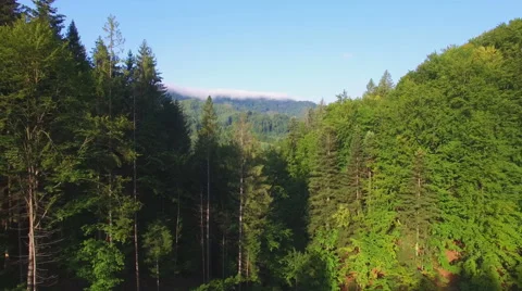 Aerial: flight in Carpathians pine forest. Stock Footage 55676977