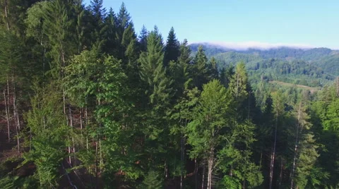 Aerial: flight in Carpathians pine forest. Stock Footage 55677753