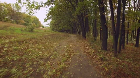 Aerial: flight close to the ground under the branches of trees Stock Footage 56194946
