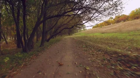 Aerial: flight close to the ground under the branches of trees Stock Footage 56195075