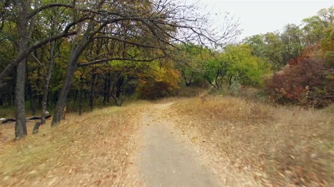 Aerial: flight close to the ground under the branches of trees Video stock 56195901