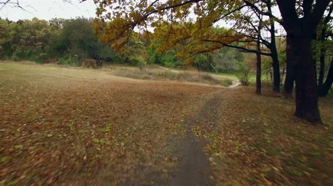 Aerial: flight close to the ground under the branches of trees. Stock Footage 56222598