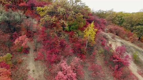 Aerial: flight close to the ground under the branches of trees. Stock Footage 56225527