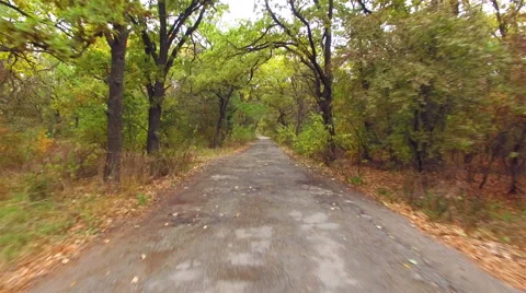 Aerial: flight close to the ground under the branches of trees Stock Footage 56714926