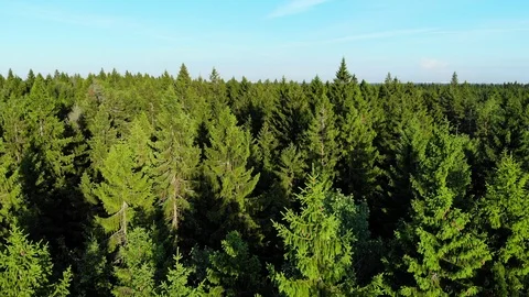 Aerial flight up close to pine tree Stock Footage 92333121