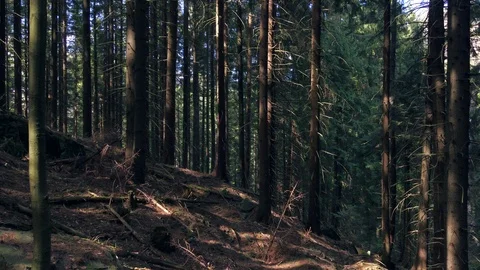 Aerial flight in deep pine forest at Slovakia Mountains Stock Footage 124501534