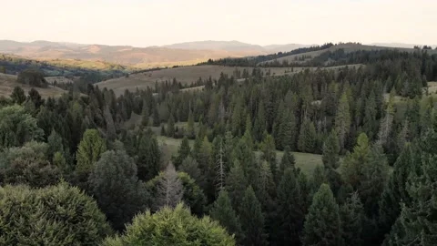 Aerial flight down view of green spruce and pine forest in mountains Stock Footage 147877144
