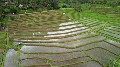 Aerial flight forward over rice terraces. Located near high mountains Stock Footage 233512685