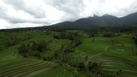 Aerial flight forward over rice terraces. Located near high mountains Stock Footage 233513653