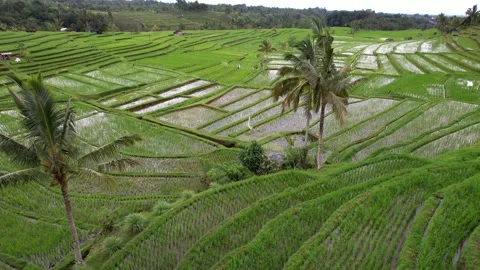 Aerial flight forward over rice terraces. Located near high mountains Stock Footage 233513678