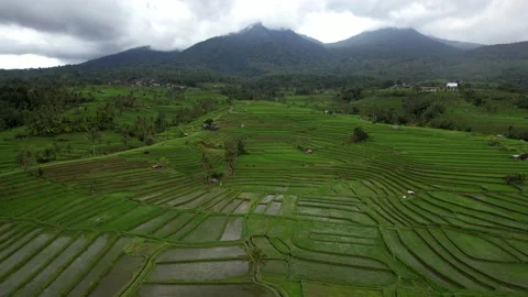 Aerial flight forward over rice terraces. Located near high mountains Stock Footage 233514273