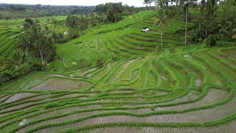 Aerial flight forward over rice terraces. Located near high mountains Stock Footage 233514787