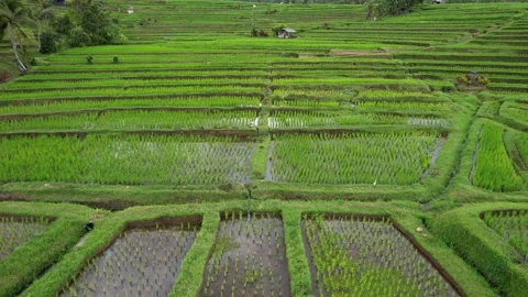 Aerial flight forward over rice terraces. Located near high mountains Stock Footage 233515260