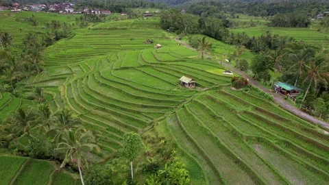 Aerial flight forward over rice terraces. Located near high mountains Stock Footage 233515844