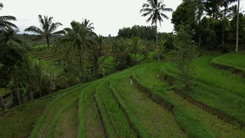 Aerial flight forward over rice terraces. Located near high mountains Stock Footage 233516070