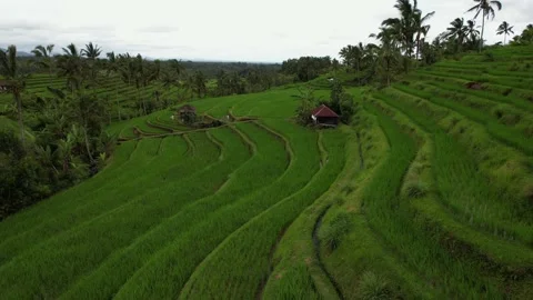 Aerial flight forward over rice terraces. Located near high mountains Stock Footage 233516718