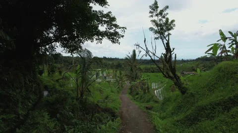Aerial flight forward over rice terraces. Located near high mountains Stockbeeldmateriaal 233517836