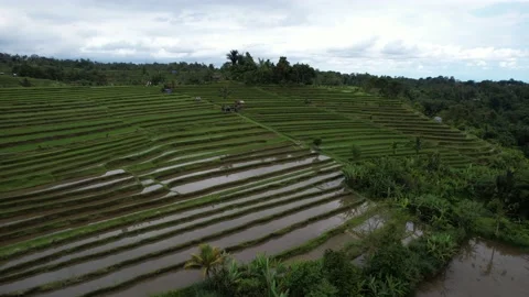Aerial flight forward over rice terraces. Located near high mountains Stock Footage 233518593