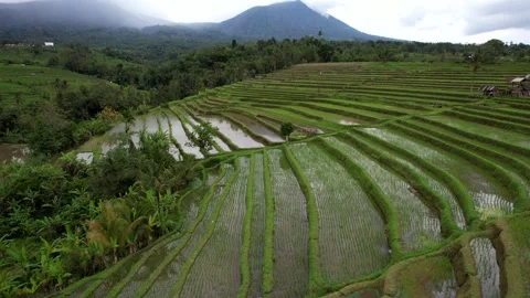 Aerial flight forward over rice terraces. Located near high mountains Stock Footage 233518658