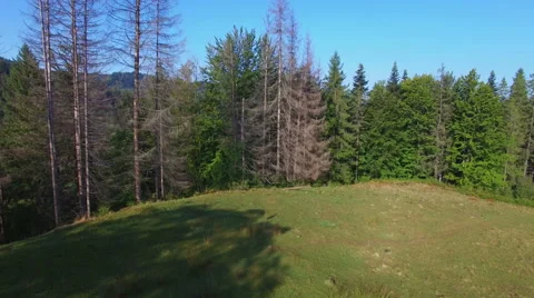 Aerial: flight on the glade in Carpathians pine forest. Stock Footage 55674377