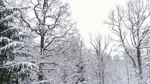 Aerial - Flight inside snowy forest Stock Footage 88767581