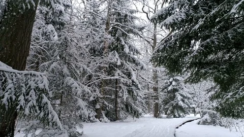 Aerial - Flight inside snowy forest. Drone flies through trees Stock Footage 88767825
